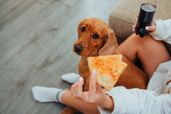 Pes se prosebně dívá na kousek pizzy v rukou jeho majitele